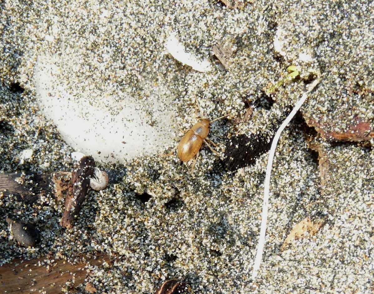 Tenebrionidae: Xanthomus pallidus